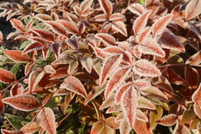 Are Nandina Hardy To Frost? .