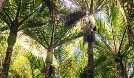Are Nikau Palms Easy To Grow?