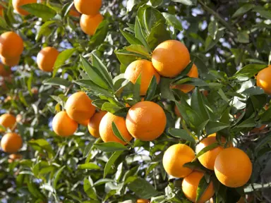 Are Oranges Easy To Grow?