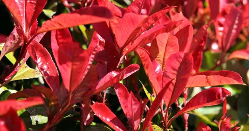 Are Photinia Easy To Grow?