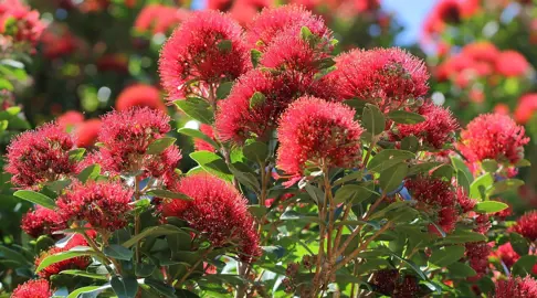 Are Pohutukawa Easy To Grow?