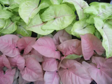 Arrowhead Plant Common Problems and Solutions.