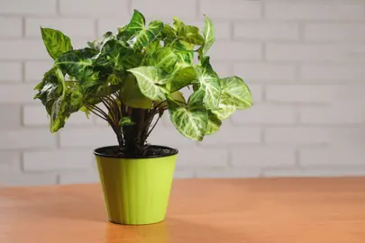 Arrowhead Plant Toxicity.
