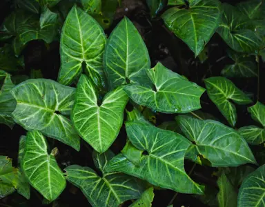 Arrowhead Plant Varieties.