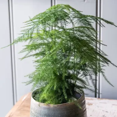 Asparagus Fern Maintenance.