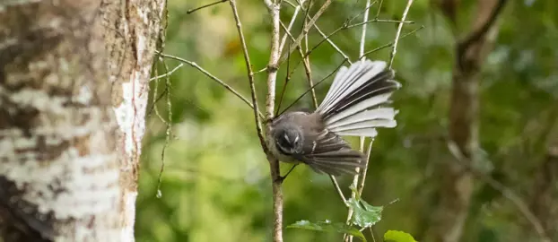 Attract Birds To My Garden.