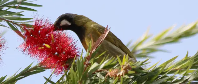 Non-NZ Native Plants That Attract Birds.