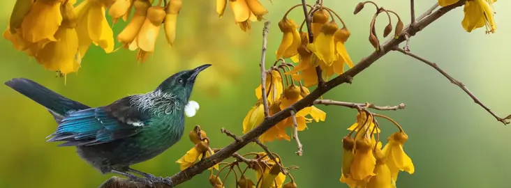 How Do I Attract Tui To My Garden?
