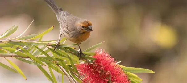 Australian Natives To Attract Birds .