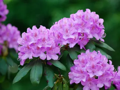 Which Is Better, Azalea Or Rhododendron?