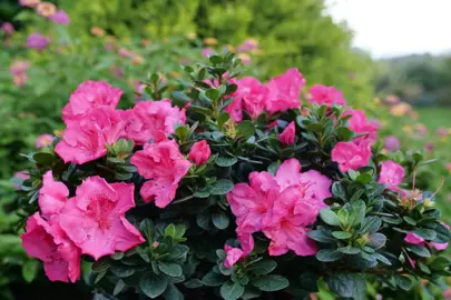 Do Azaleas Bloom In Summer?