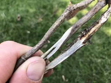 How To Root Azaleas Cuttings In Water.