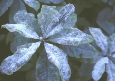 Azalea Diseases In NZ.