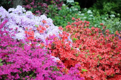 Azalea Flower Colours.