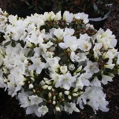 Azalea Gumpo White Information.