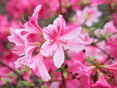 What Are The Different Types Of Azaleas?