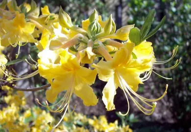 Do Azaleas Lose Their Leaves In The Winter?