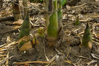 How Fast Do Bamboo Trees Grow?