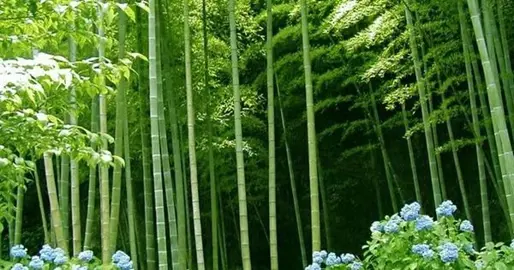 What Are The Benefits Of Growing Bamboo?