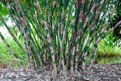 What Are The Downside Of Bamboo Plants?