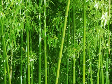 What Is The Best Bamboo For A Screen In New Zealand?