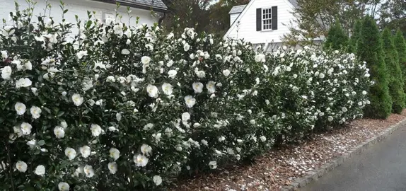 Most Beautiful Hedge.