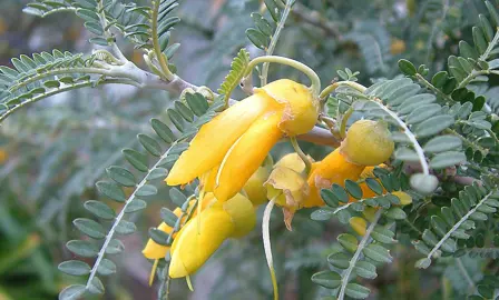What Are The Benefits Of Growing Kowhai?
