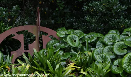 What Are The Benefits Of Growing Ligularia Reniformis Plants?