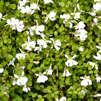 What Are The Benefits Of Growing Pratia Angulata?