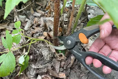 The Benefits of Proper Pruning.