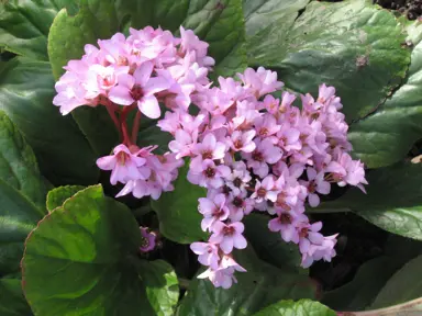 Bergenia Care and Maintenance.