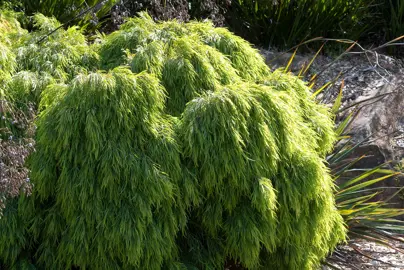 The Best Acacias for NZ Gardens: Our Top 3 Picks.