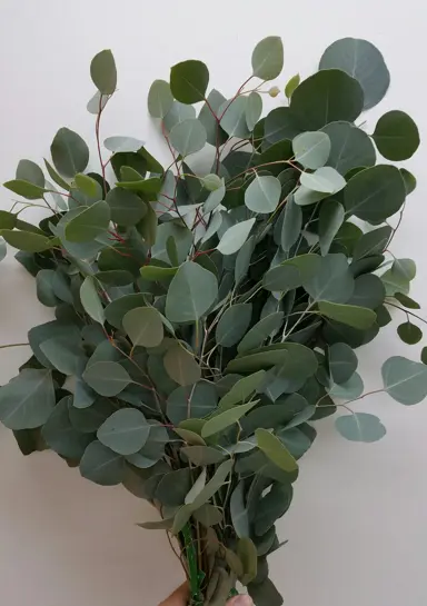 10 Best Cut Foliage Plants in NZ.