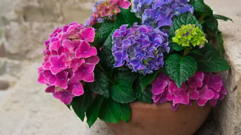 What Is The Best Fertiliser For Hydrangeas Grown In A Pot?