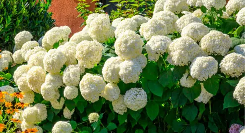 What Is The Best Fertiliser For Hydrangeas?