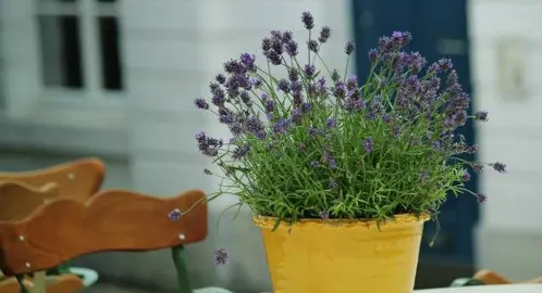 Best Fertiliser For Lavender Grown In A Container.