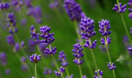 Best Fertiliser For Lavenders Grown In Soil.