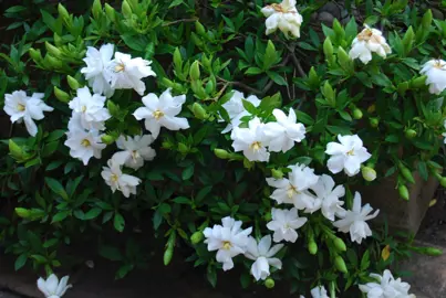 Which Is The Best Gardenia In NZ?