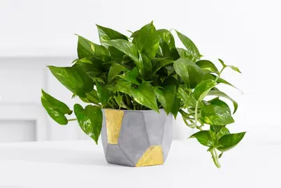 Best Indoor Plants for Small Spaces.