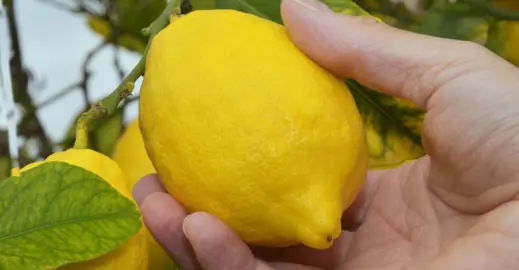 What Is The Best Lemon In NZ? .