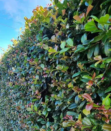 What Is The Best Lilly Pilly For A Hedge In NZ?