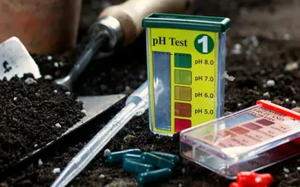 What Is The Optimum Soil pH For Griselinias?