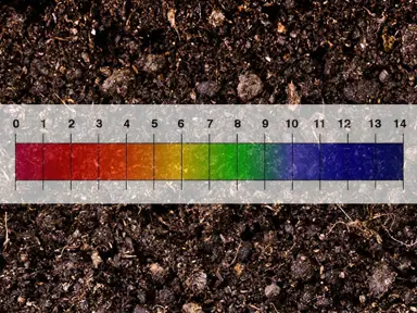 What Is The Optimum Soil pH For Lilly Pilly’s?