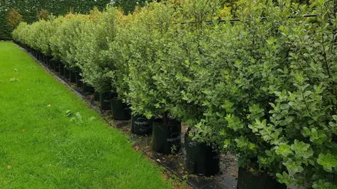  What Is The Best Pittosporum Hedge In NZ?