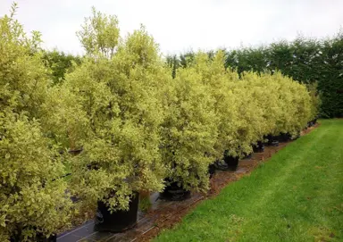 Which Pittosporum Makes The Best Specimen Tree?