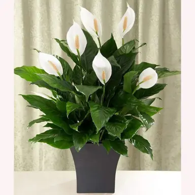 Where Is The Best Place To Put A Peace Lily?