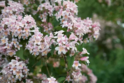 Where Is The Best Place To Plant Abelia?