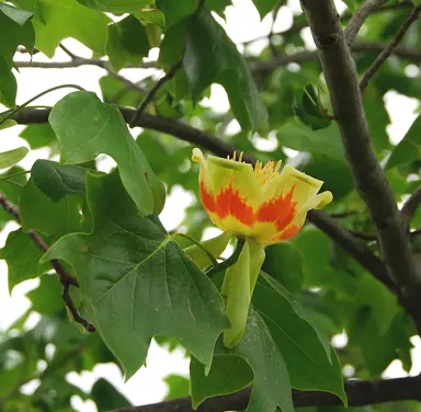 Best Place to Plant Tulip Trees.