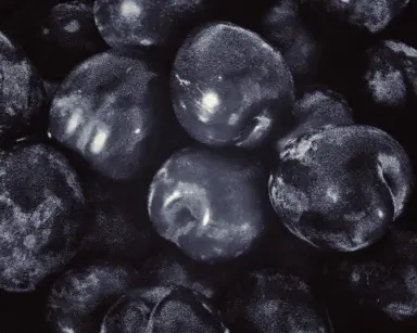 Choosing the Best Plum Varieties for NZ.