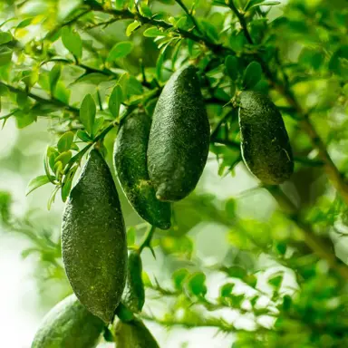 Where To Buy Best Quality Finger Lime Plants.
